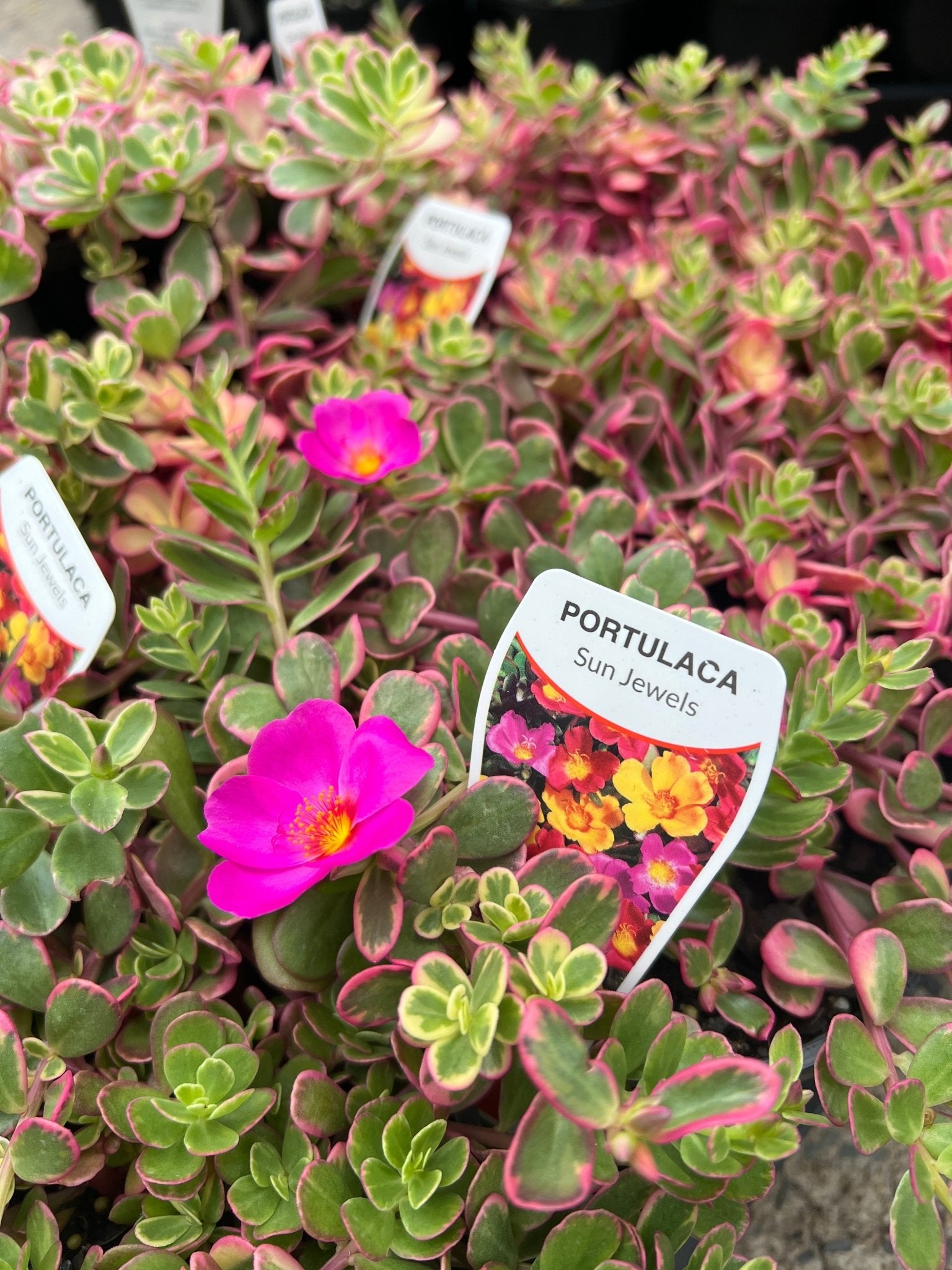 Portulaca Sun Jewels Variegated - Ladybird Nursery