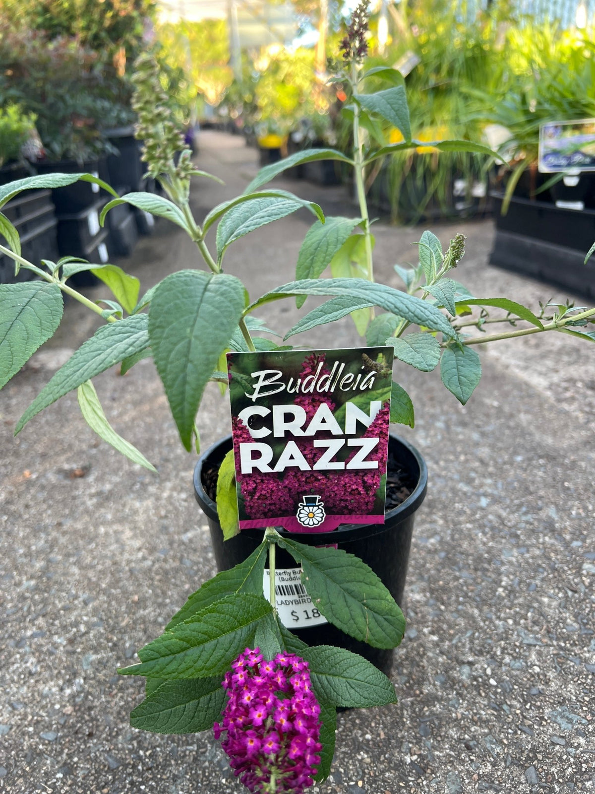 Butterfly Bush 'CranRazz' (Buddleja davidii) - Ladybird Nursery