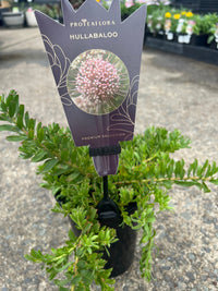 Leucospermum heterophyllum 'Hullabaloo'