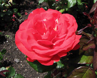 Rose Warrior (Rosa) - Ladybird Nursery
