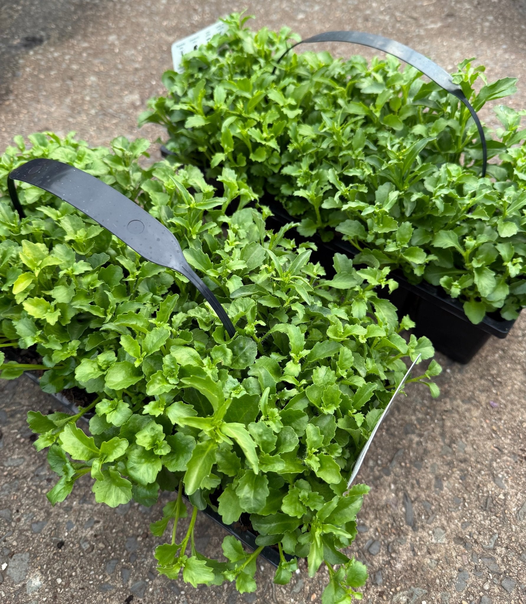 Lobelia Erinus 'Riviera White' 10 Cell Pot (PICK UP ONLY) - Ladybird Nursery