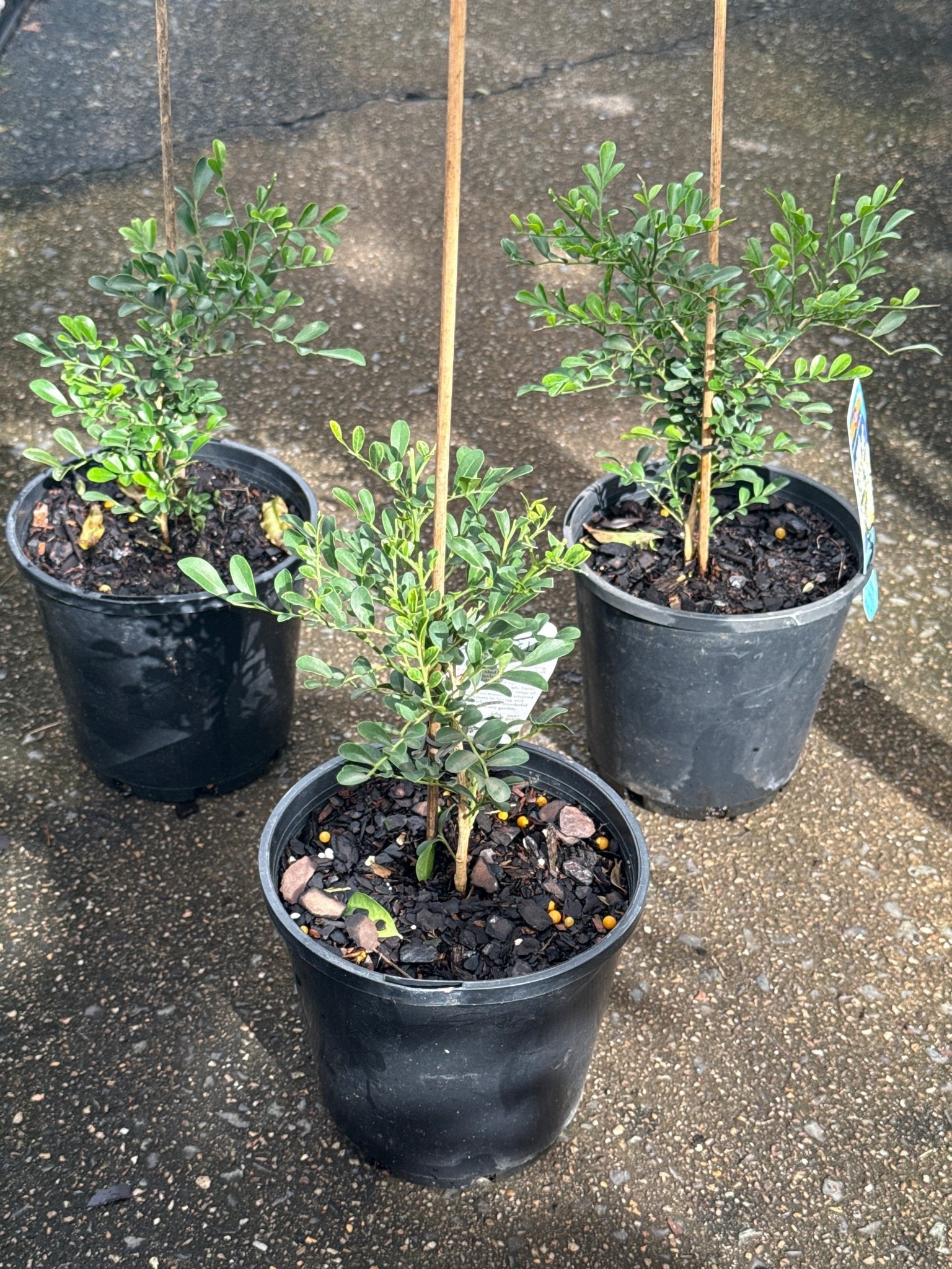 Dwarf Mock Orange 'Min - a - Min' (Murraya paniculata) - Ladybird Nursery