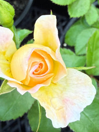 Rose DRIFT® Popcorn (Rosa) - Ladybird Nursery