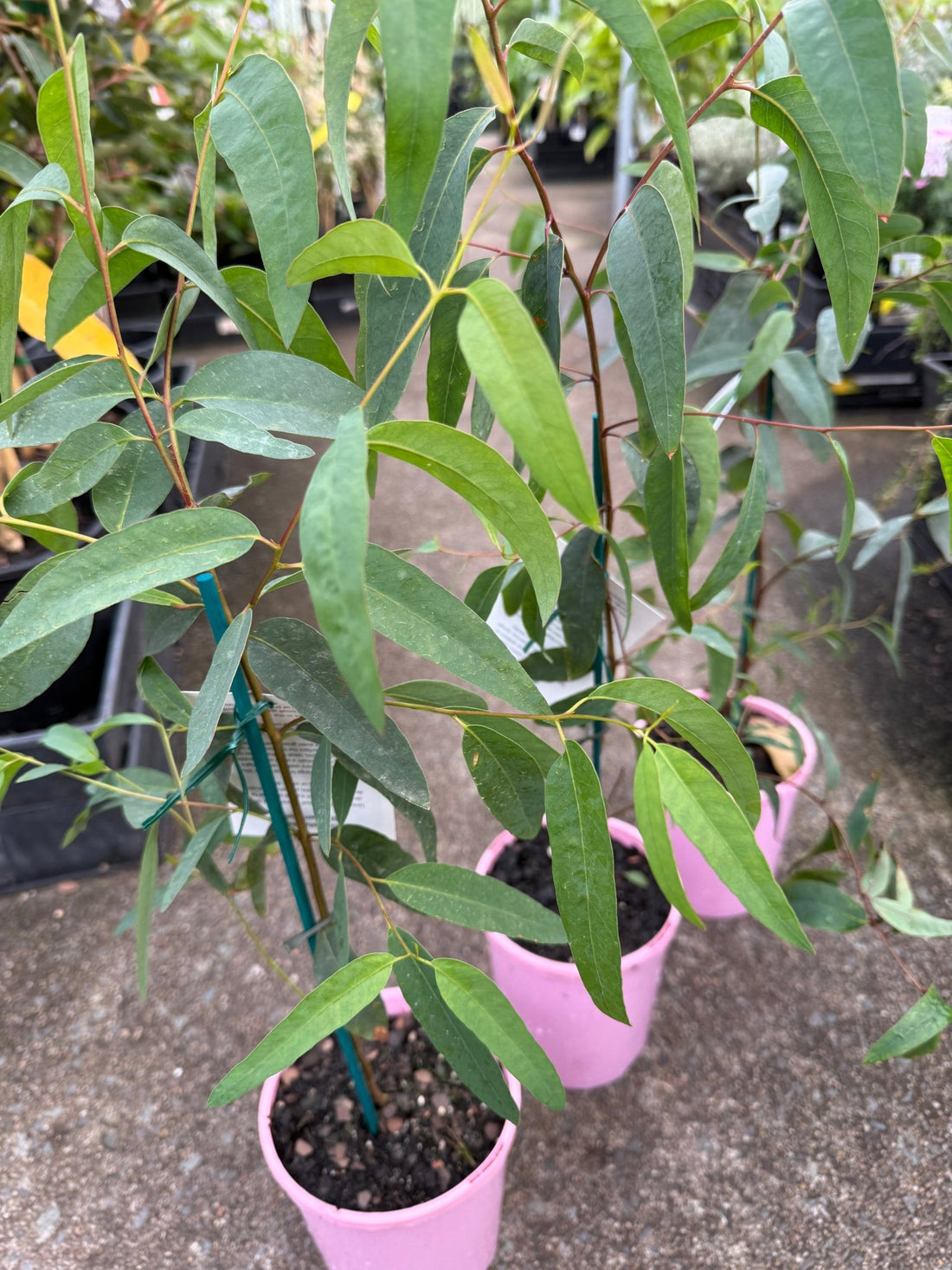 Strawberry Gum (Eucalyptus olida) - Ladybird Nursery