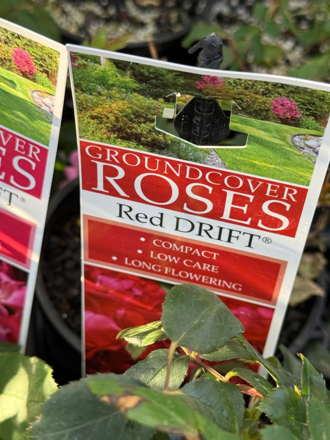 Rose DRIFT® Red - Ladybird Nursery