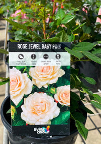 Rose ‘Jewel Baby Pink’ - Ladybird Nursery