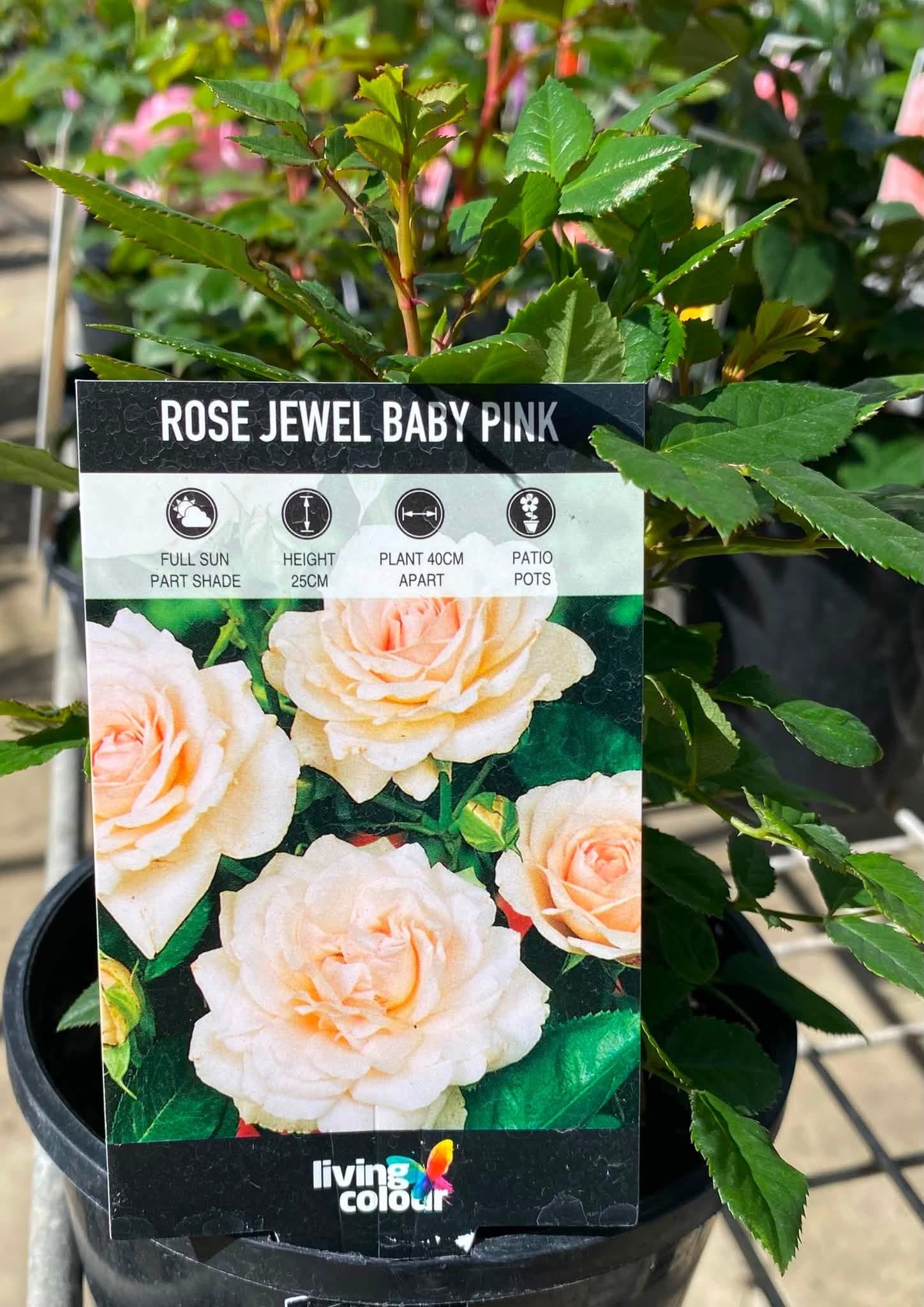 Rose ‘Jewel Baby Pink’ - Ladybird Nursery