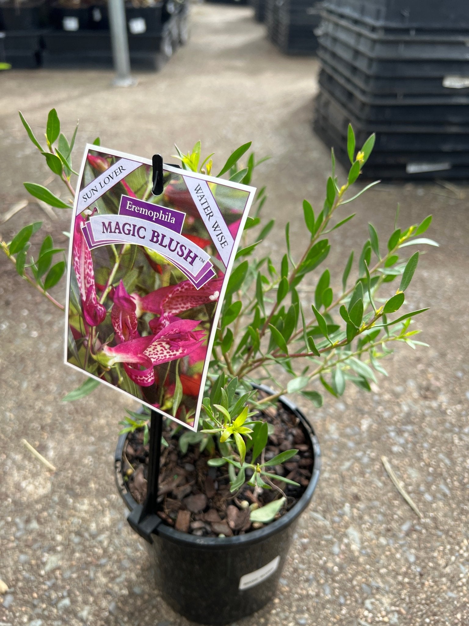 Emu Bush 'Magic Blush' (Eremophila maculata) - Ladybird Nursery