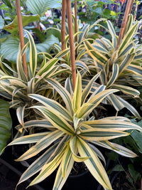 Song of India (Dracaena reflexa) - Ladybird Nursery