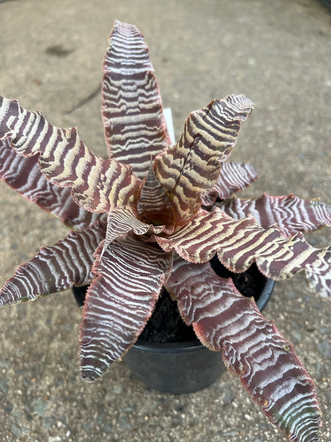 Desert Star (Cryptanthus) - Ladybird Nursery
