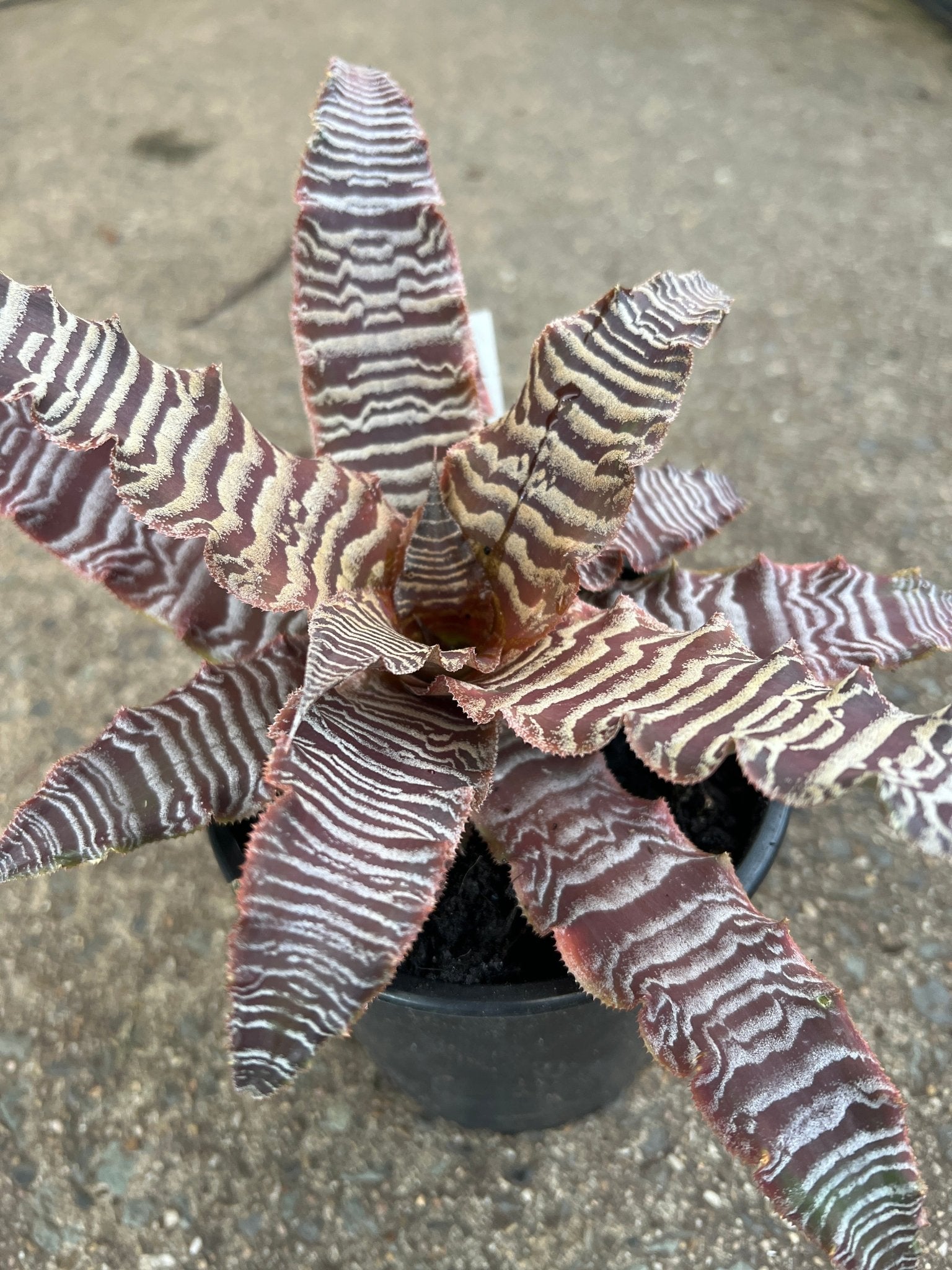 Desert Star (Cryptanthus) - Ladybird Nursery