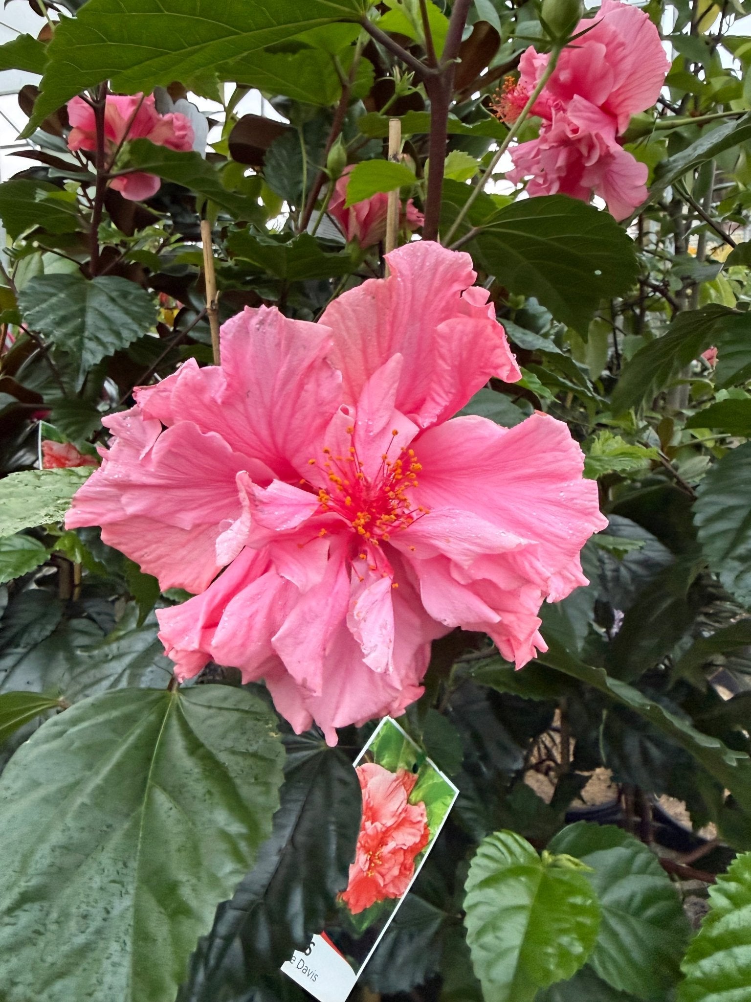 Hibiscus 'Mrs George Davis' (Hibiscus rosa-sinensis) - Large - Ladybird Nursery