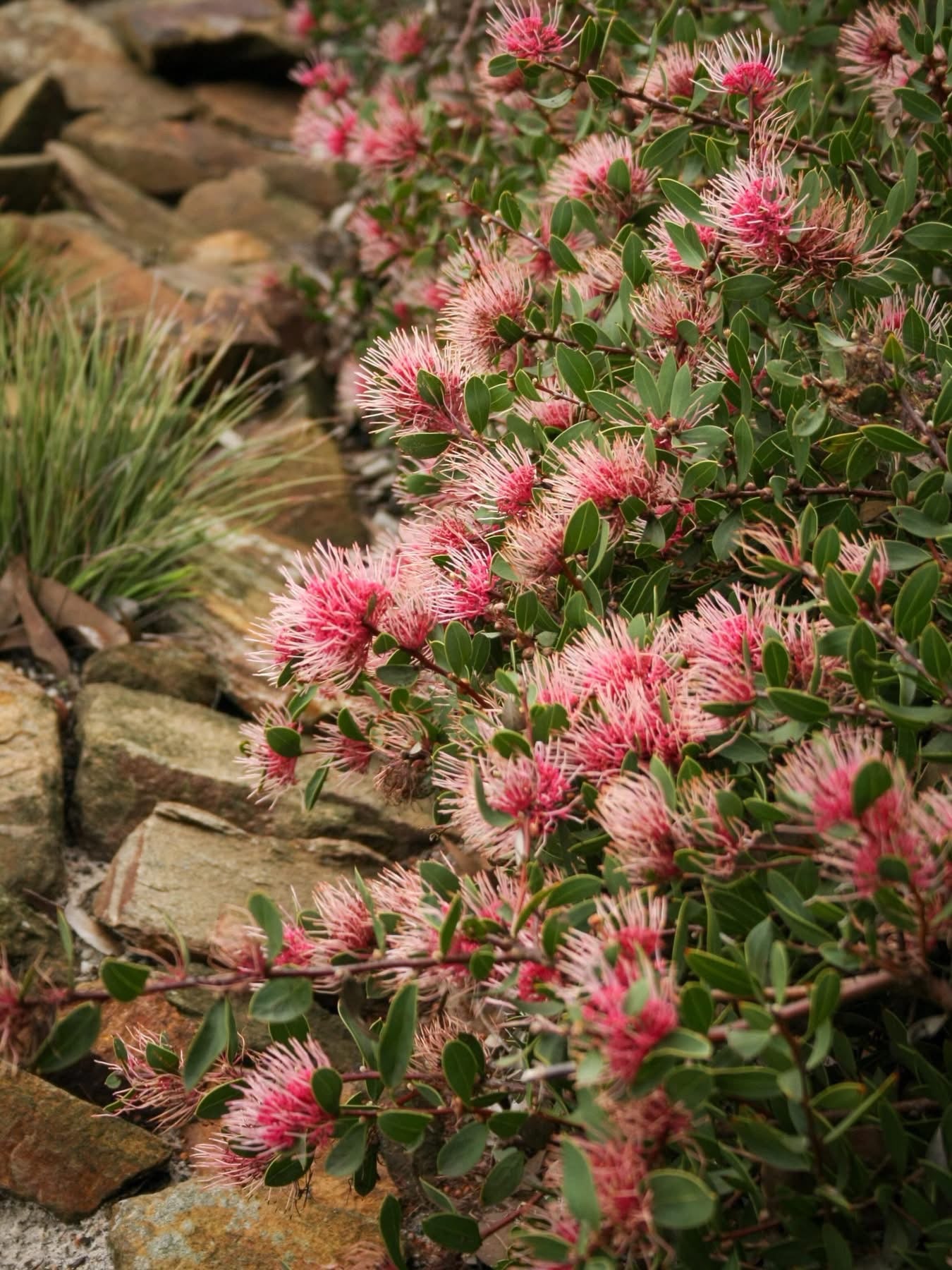 Hakea ‘Burrendong Beauty’ - Ladybird Nursery