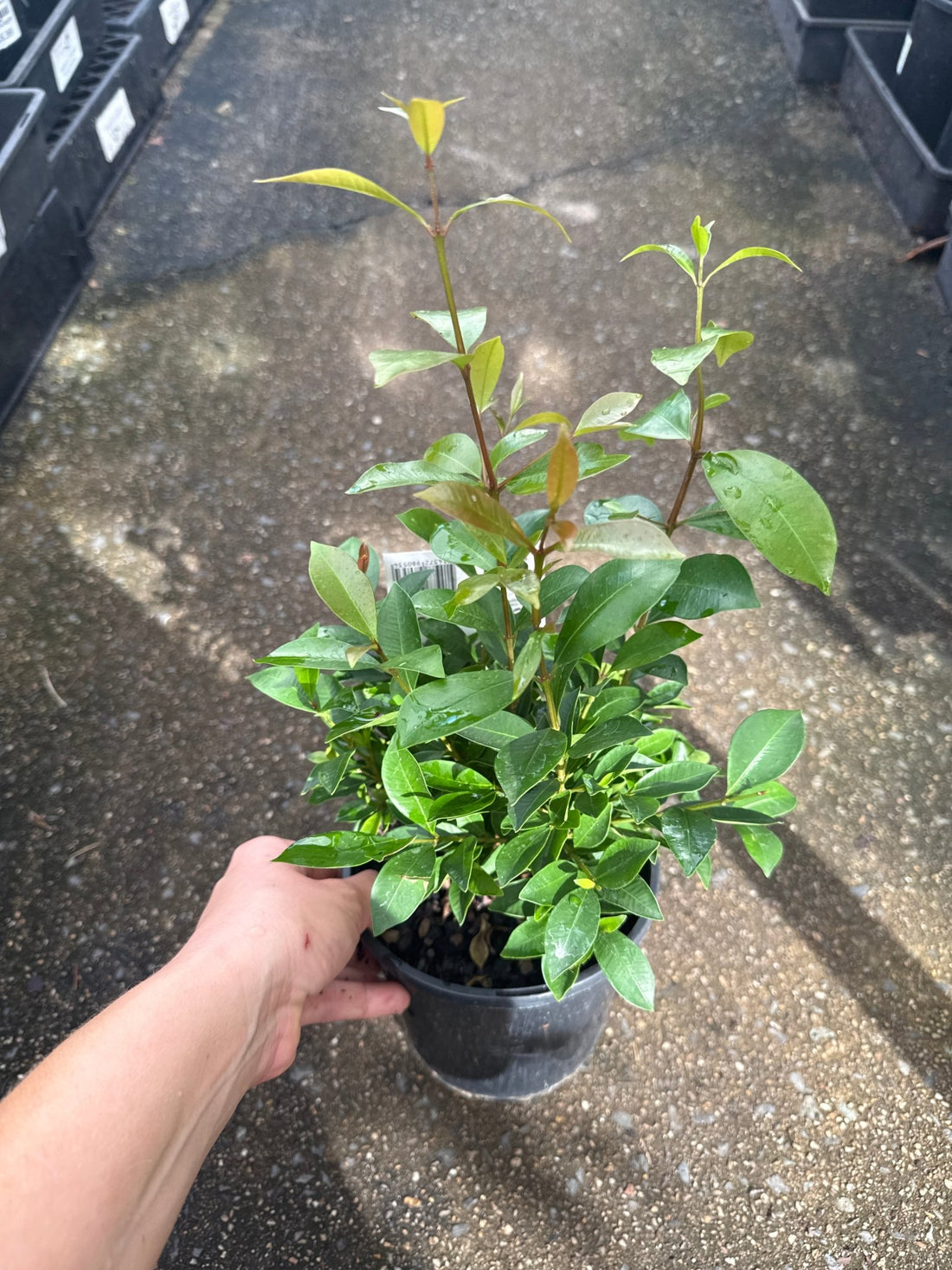 Dwarf Lilly Pilly Baby Boomer (Syzygium australe) - Ladybird Nursery