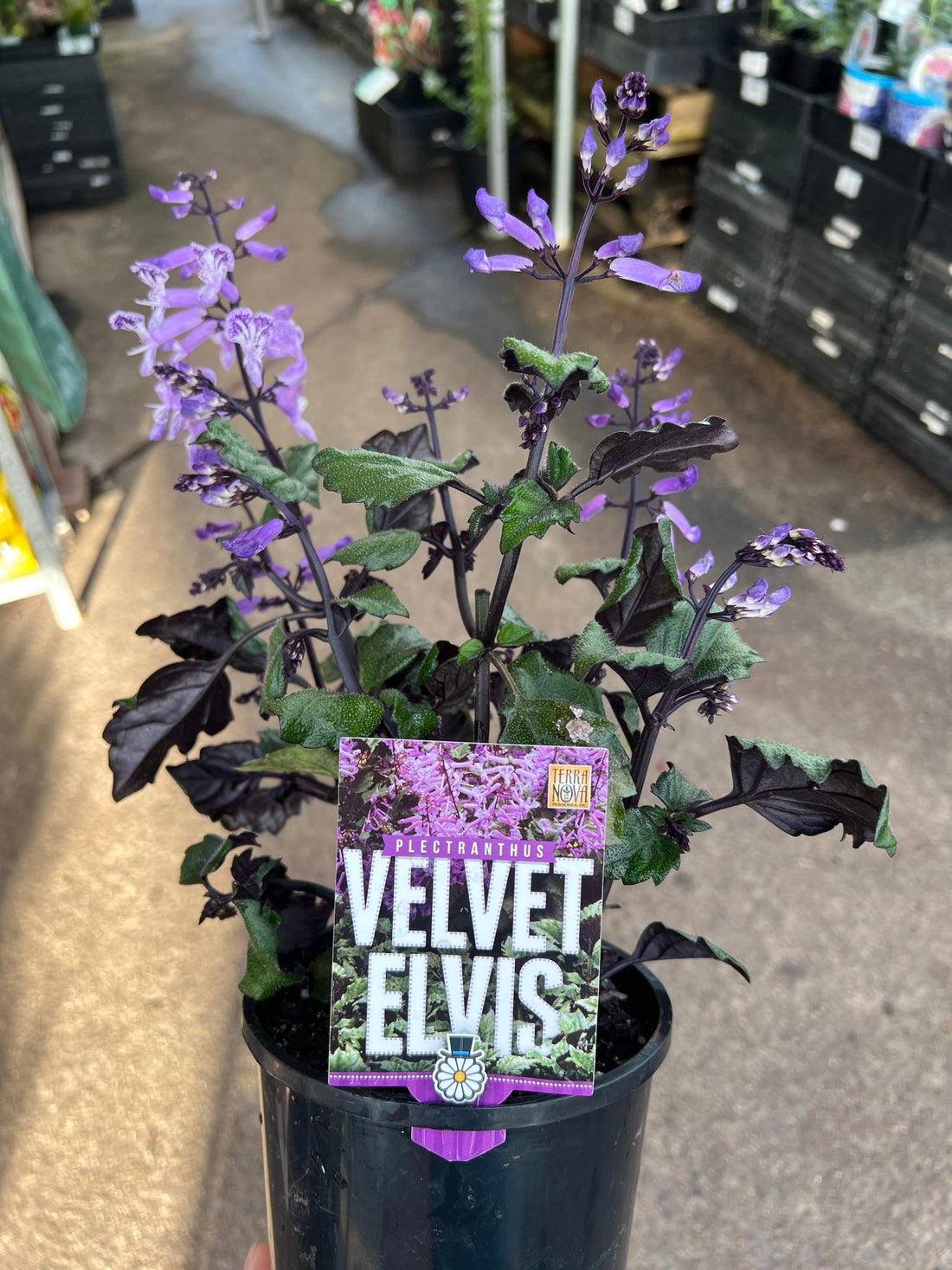 Plectranthus ‘Velvet Elvis’ - Ladybird Nursery
