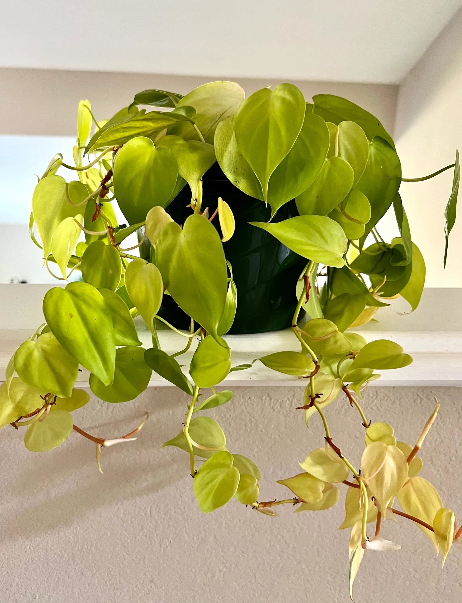 Philodendron Lemon Lime (Philodendron hederaceum)