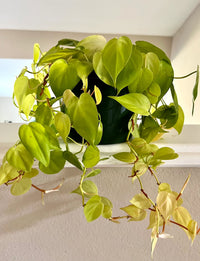 Philodendron Lemon Lime (Philodendron hederaceum)