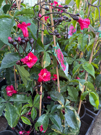 Cardinal Creeper (Ipomoea horsfalliae) - Ladybird Nursery