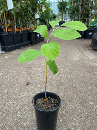 Custard Apple 'Pink Ilama' - Ladybird Nursery