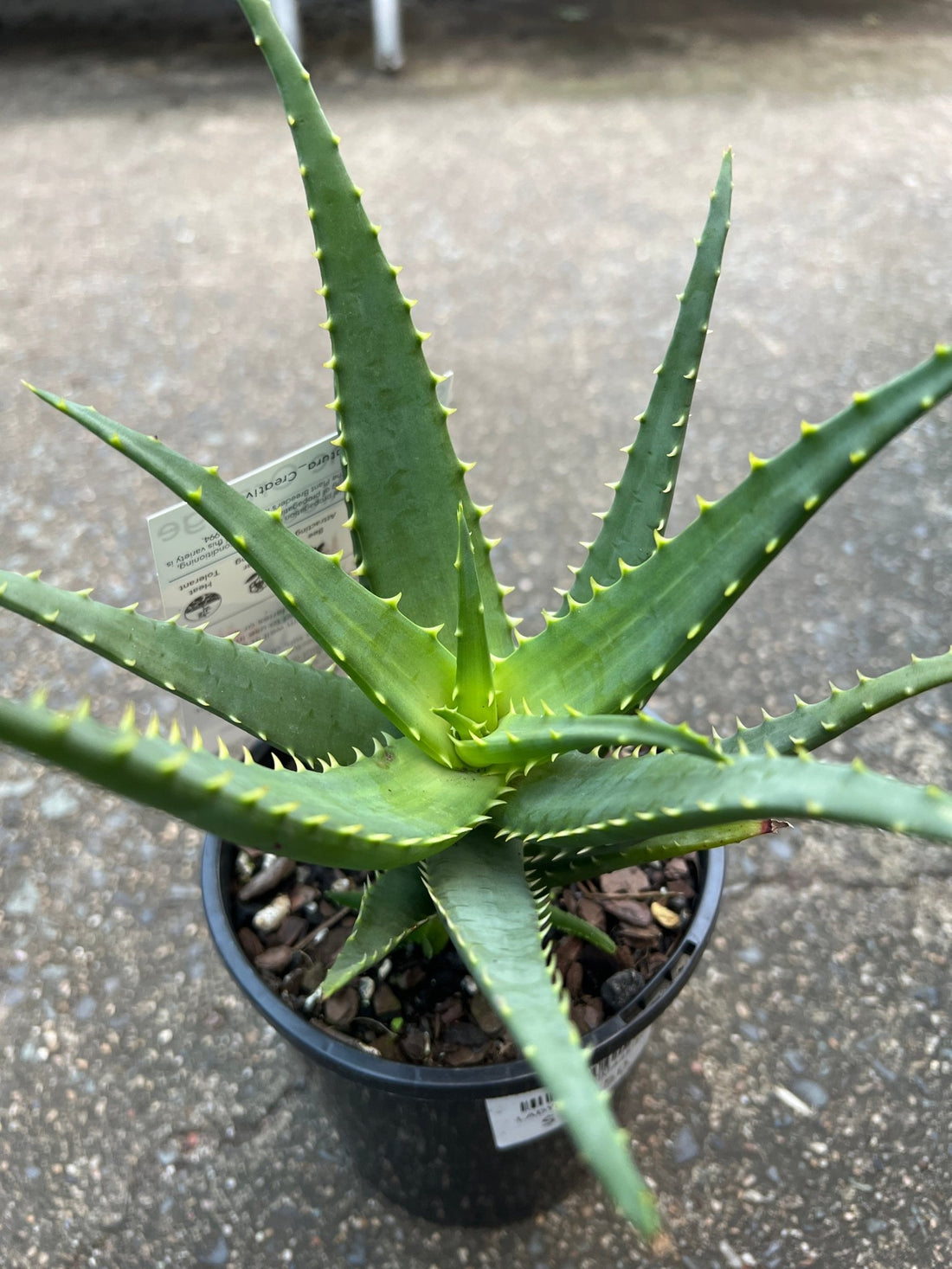 Aloe Vera 'Supreme Orange' - Ladybird Nursery