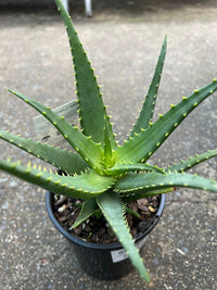 Aloe Vera 'Supreme Orange' - Ladybird Nursery
