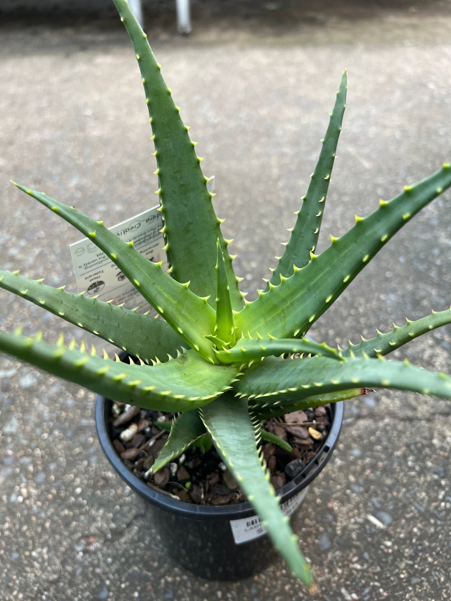 Aloe Vera 'Supreme Orange' - Ladybird Nursery