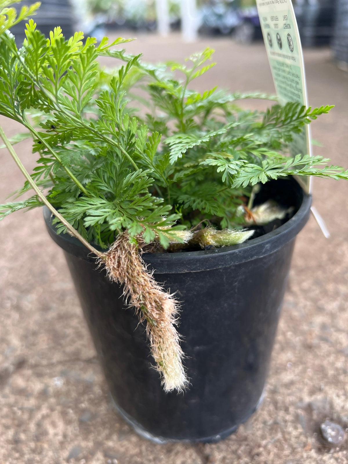 White Rabbits Foot Fern (Humata tyermannii) - Ladybird Nursery