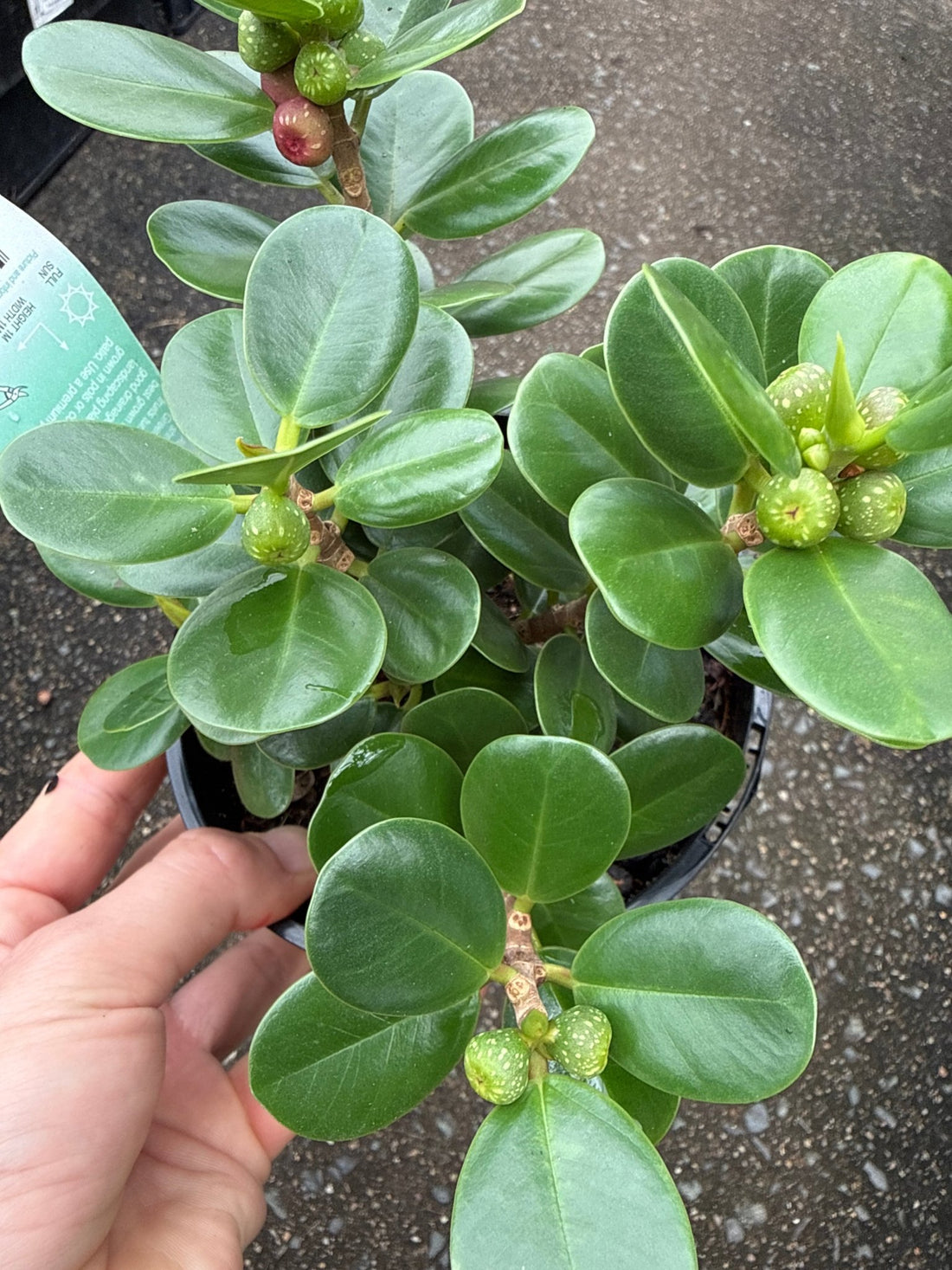 Green Island Fig (Ficus microcarpa) - Ladybird Nursery