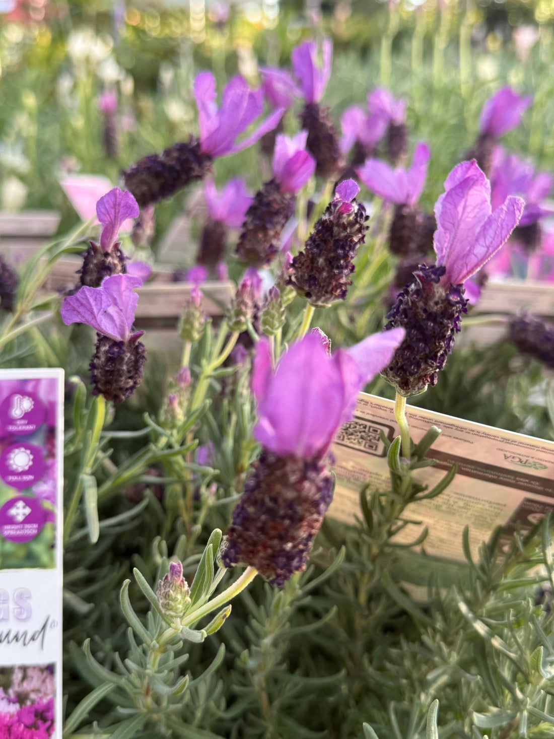 Lavender Fairy Wings ‘Spellbound’ - Ladybird Nursery