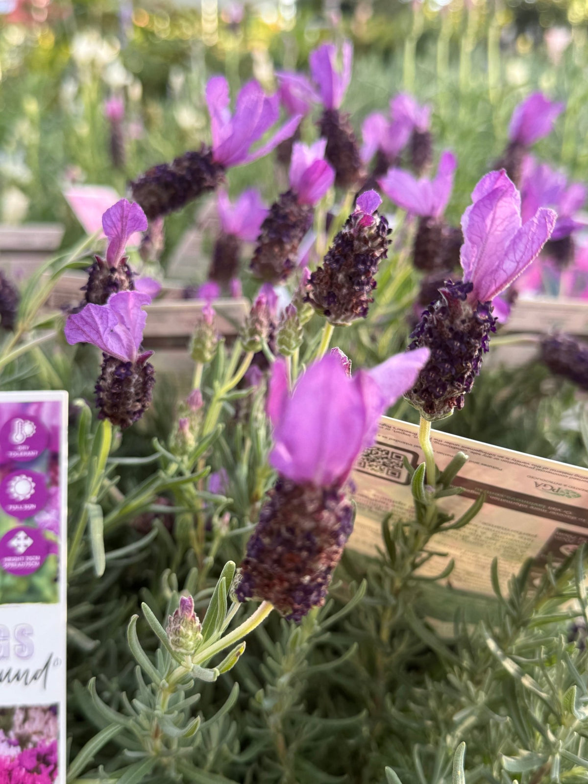 Lavender Fairy Wings ‘Spellbound’ - Ladybird Nursery