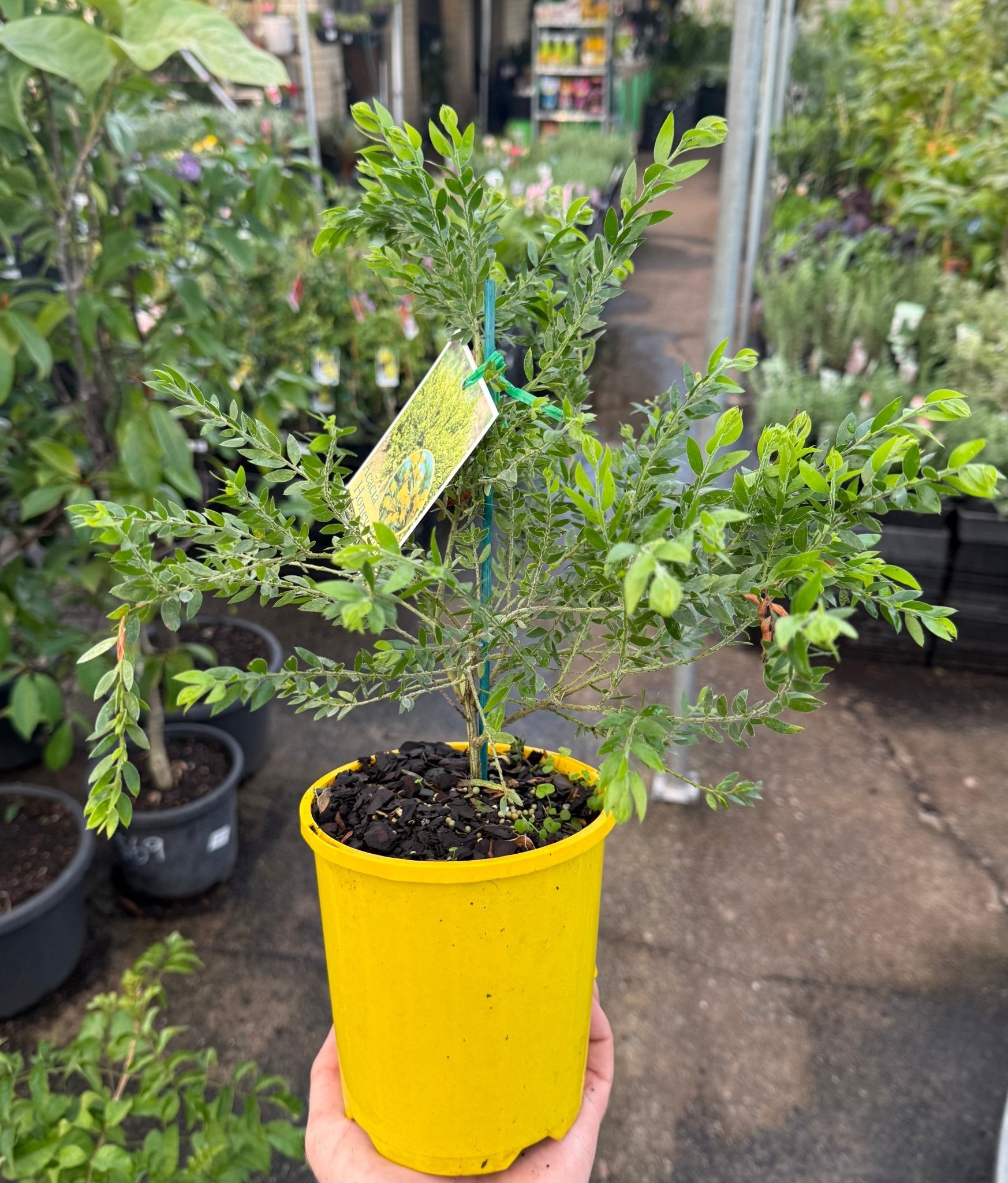Acacia 'Honey Bun' (Acacia howittii) - Ladybird Nursery