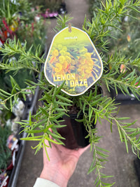 Grevillea Lemon Daze - Ladybird Nursery