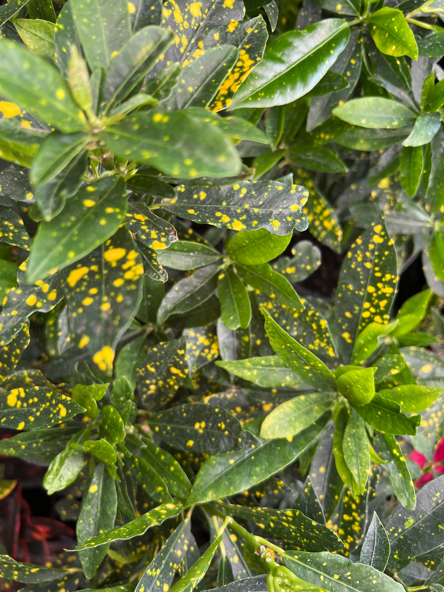 Croton 'Mad Painter' (Codiaeum variegatum)