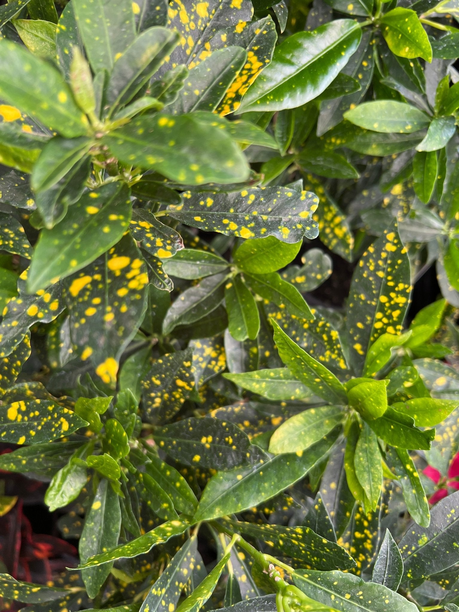 Croton 'Mad Painter' (Codiaeum variegatum) - Ladybird Nursery