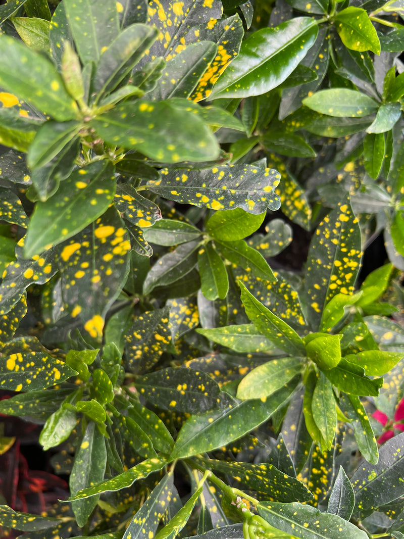 Croton 'Mad Painter' (Codiaeum variegatum)