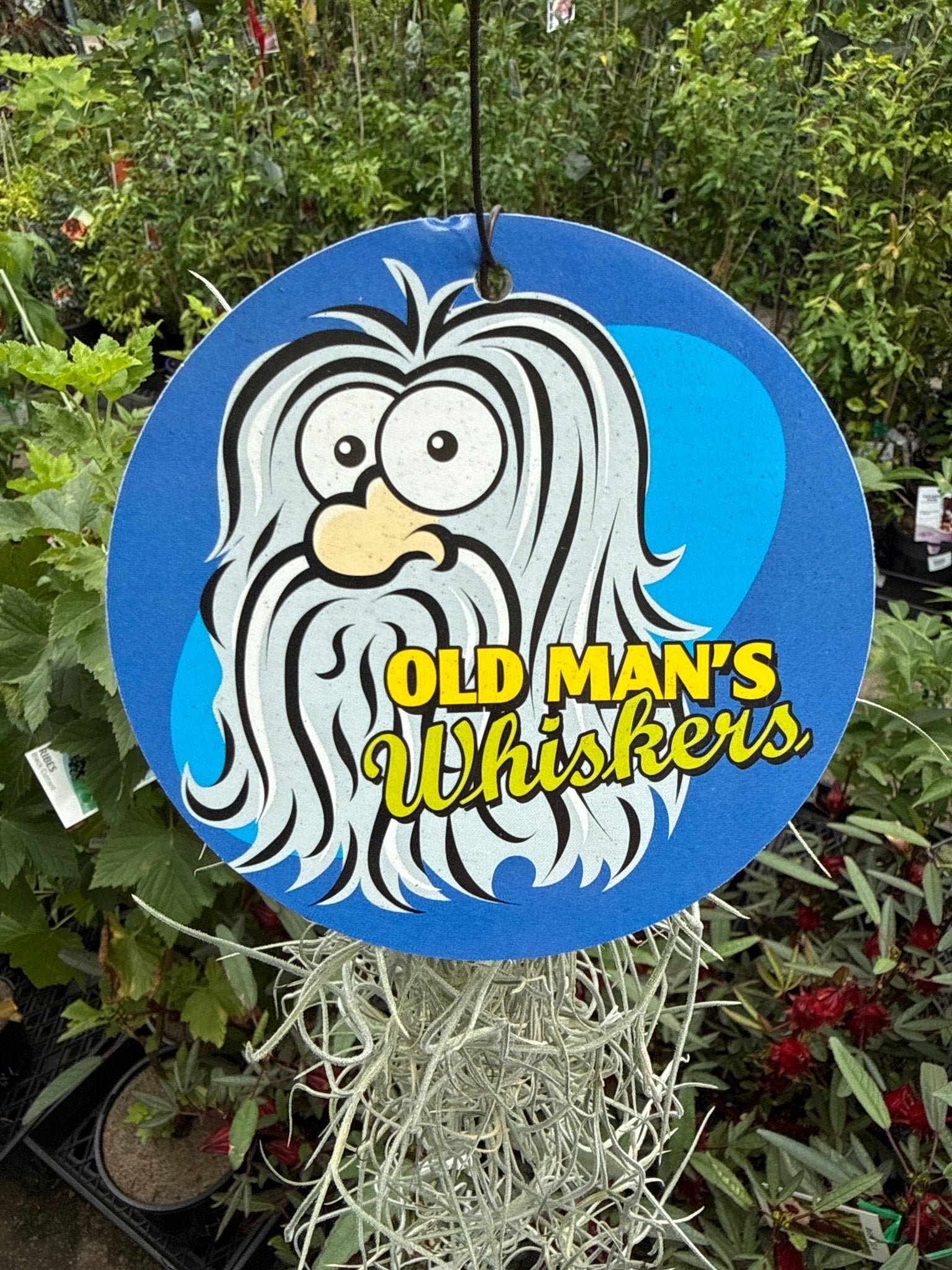 Old Man's Whiskers ‘Spanish Moss’ - Ladybird Nursery