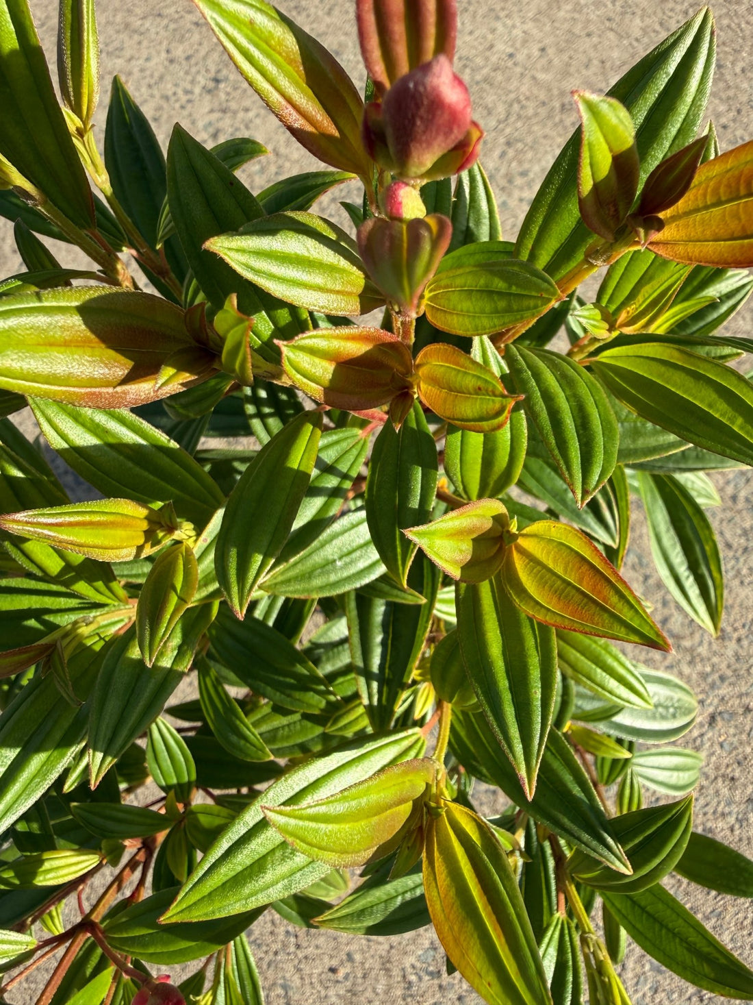 Tobouchina Purple Star (Tibouchina) - Ladybird Nursery