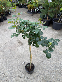 Rose 'Princess De Monaco' - 3ft Standard (PICKUP ONLY) - Ladybird Nursery