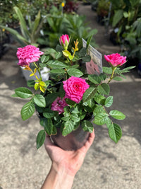 Rose Jewel Miniature Violet (Rosa) - Ladybird Nursery