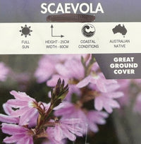 Fan Flower 'Touch Baby Pink' (Scaevola aemula) - Ladybird Nursery
