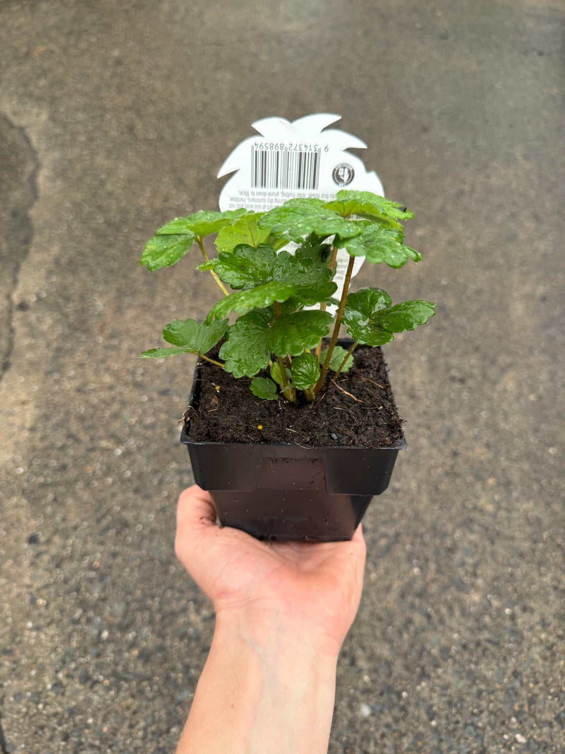 Strawberry 'Pinkie' - Ladybird Nursery
