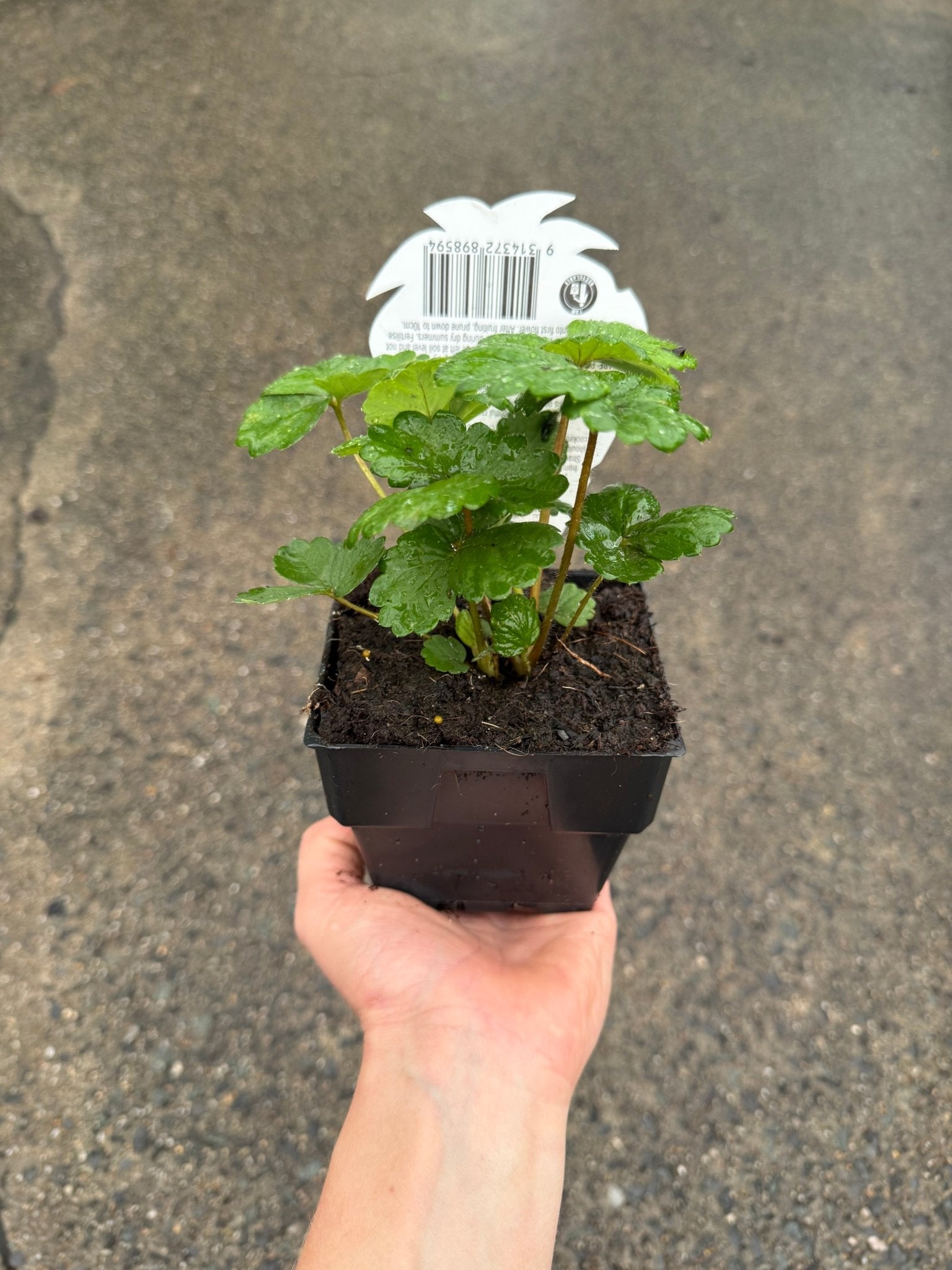 Strawberry 'Pinkie' - Ladybird Nursery