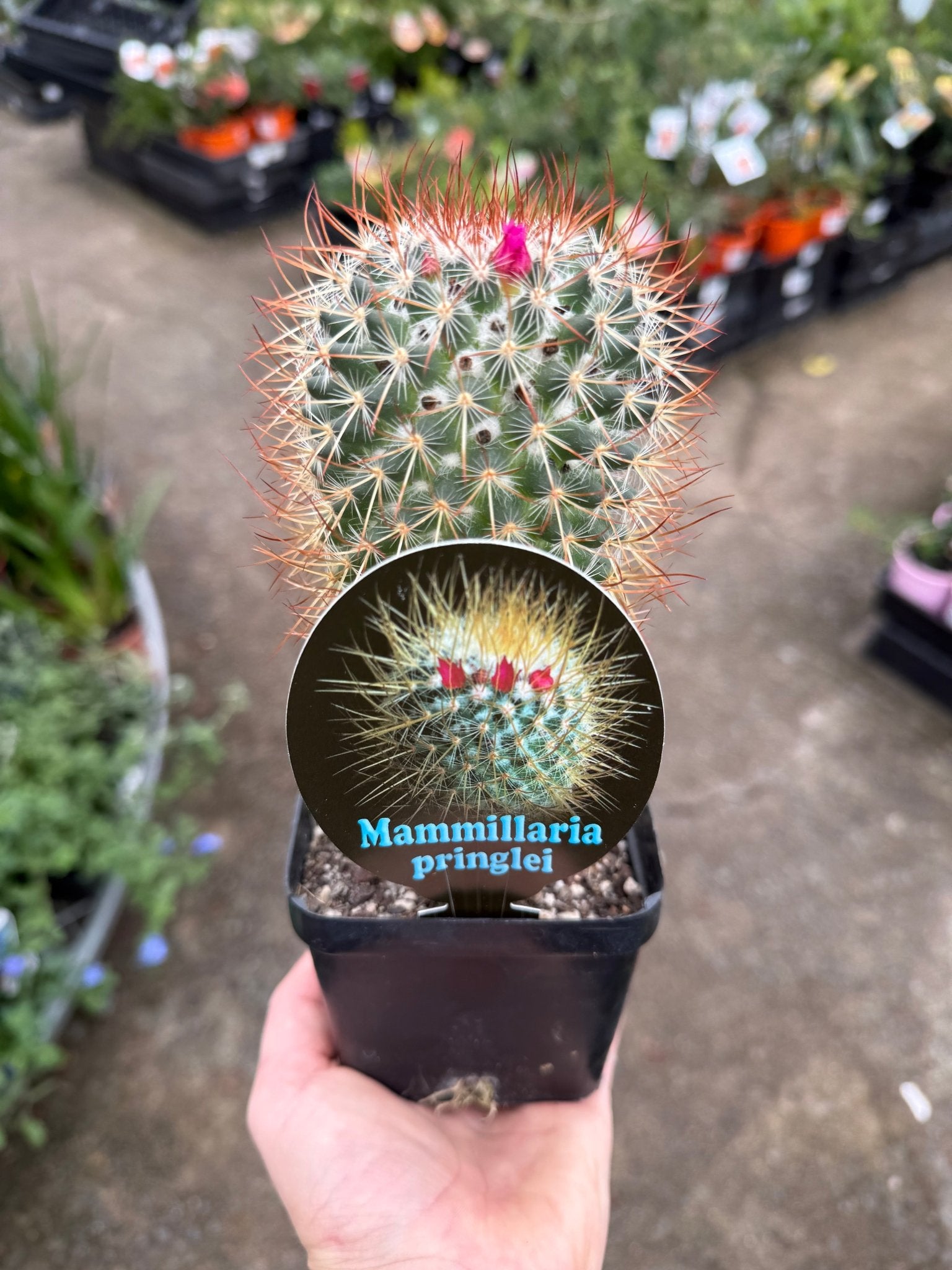 Lemon Ball Cactus (Mammillaria rhodantha ssp. pringlei) - Ladybird Nursery