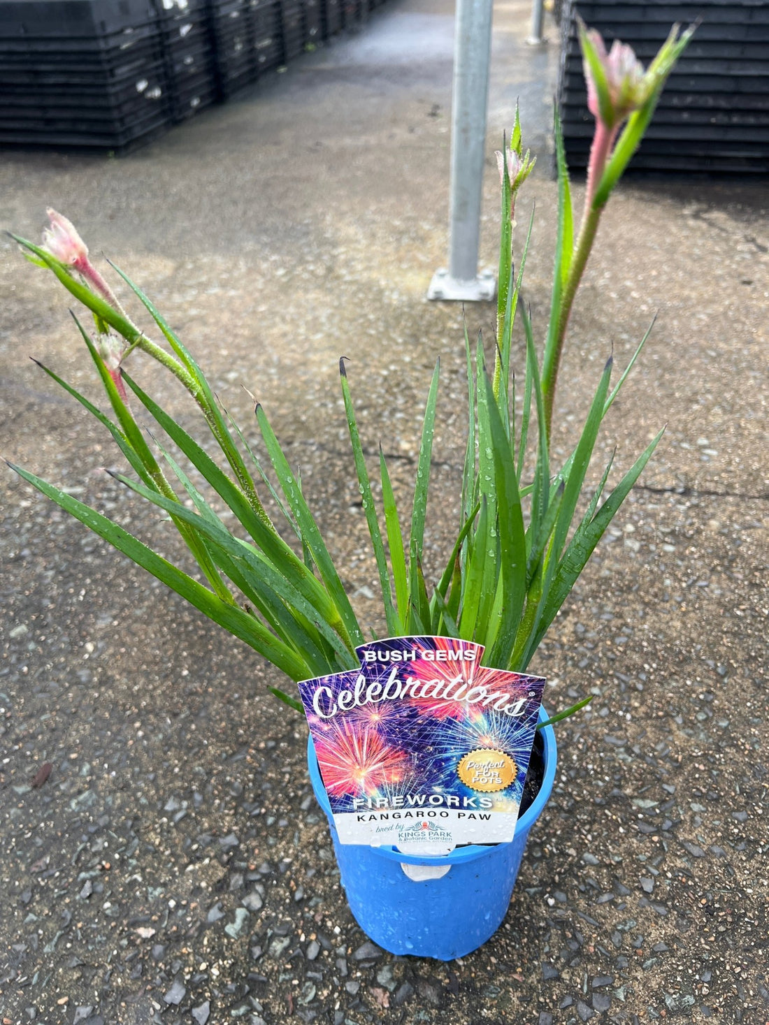 Kangaroo Paw 'Celebrations Fireworks' (Anigozanthos) - Ladybird Nursery
