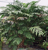 Salak Malay (Salacca glabrescens) - Ladybird Nursery