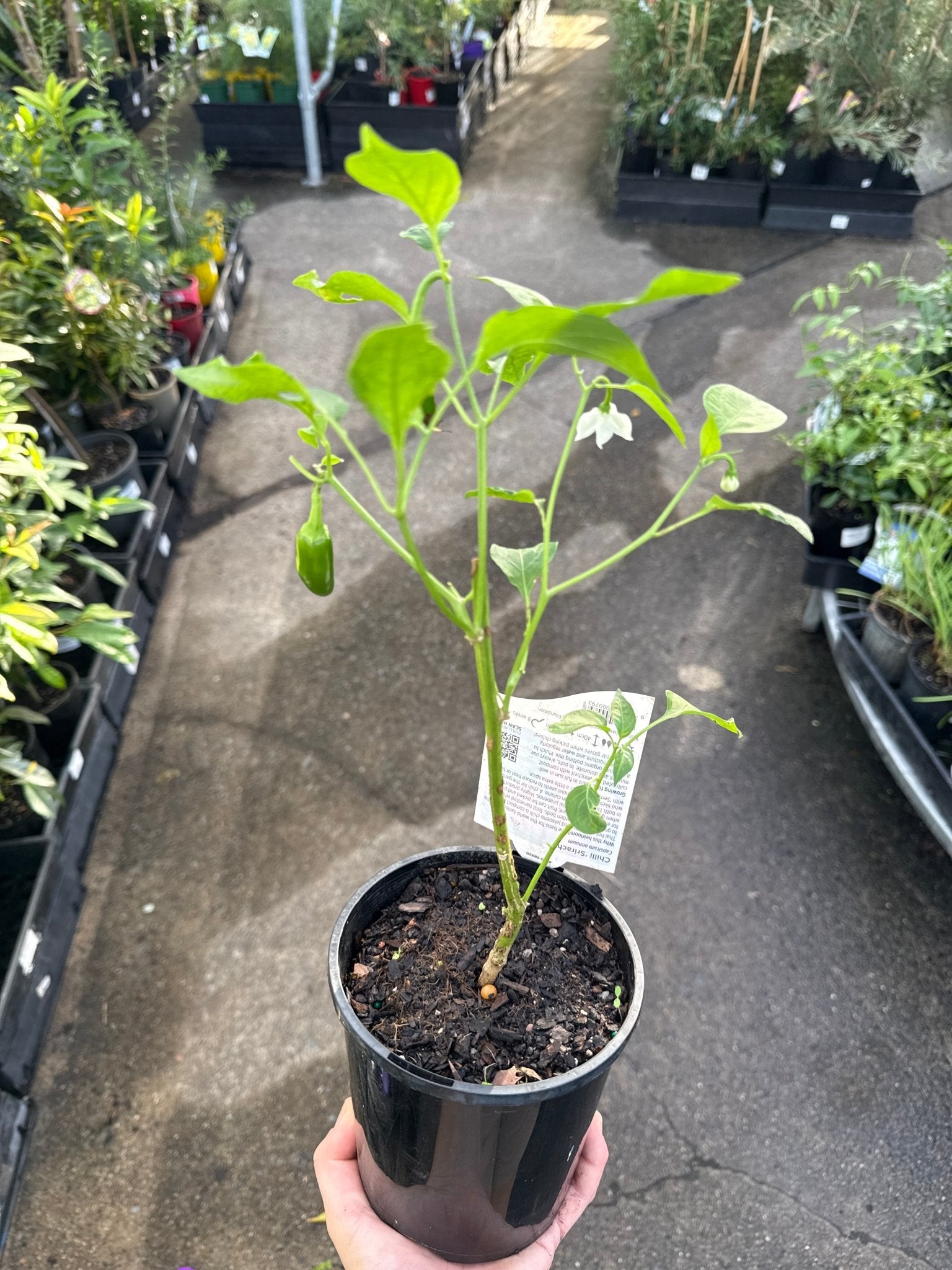 Chilli ‘Sriracha’ 140mm Pot - Ladybird Nursery
