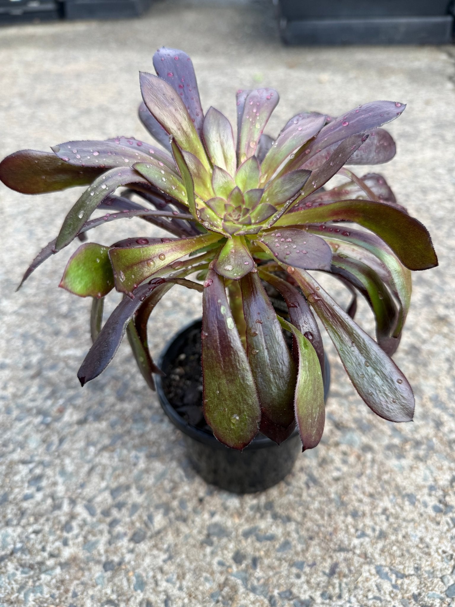 Black Rose (Aeonium atropurpureum arboreum v Schwarzkopf) - Ladybird Nursery