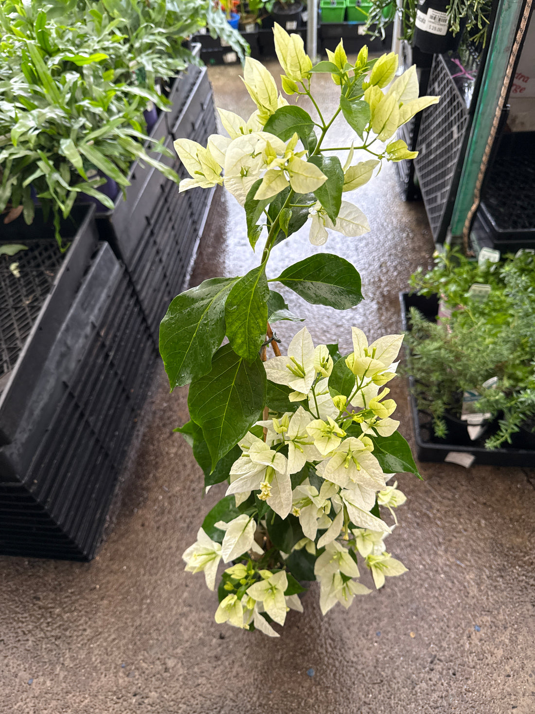 Bougainvillea 'Mauna Kea' (Bougainvillea glabra) - Medium