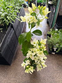 Bougainvillea 'Mauna Kea' (Bougainvillea glabra) - Medium