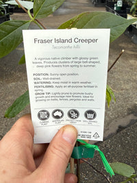 Fraser Island Creeper (Tecomanthe hillii) - Ladybird Nursery